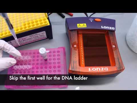 Protocol 4 - Gel Electrophoresis