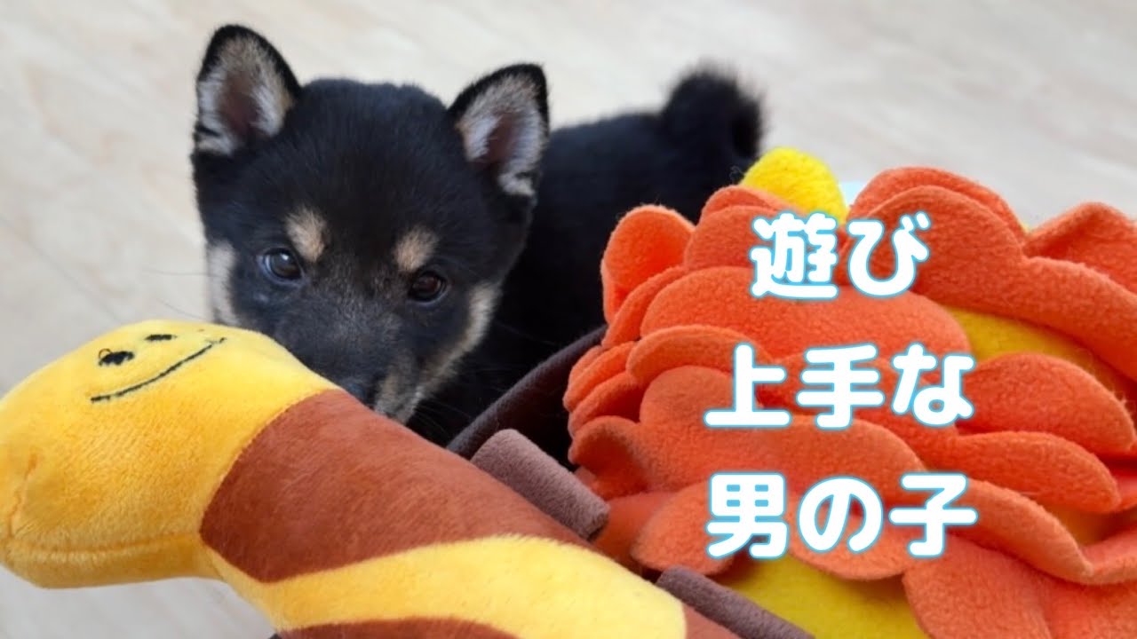 Mameshiba Dog Puppy (Mame Shiba Inu) 8/27 1 Male (Male) Setsu