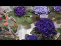 ВЫСТАВКА ФИАЛОК в городе Харьков, июнь 2018. Exhibition of violets in Kharkov.