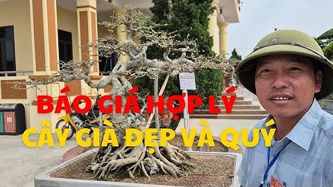 Báo giá cây sanh già đẹp và chiêm ngưỡng bộ ba sanh cổ quý hiếm tại triển lãm Bắc Đông Hưng.