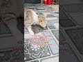 #gì mà khó coi dị con🤣 #mèocon #cat