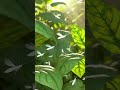 Mosquita blanca p3