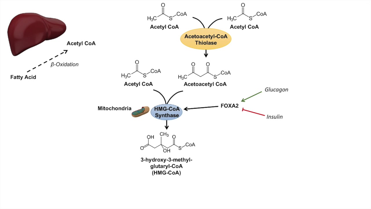 ketone bodies synthesis pathway