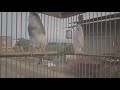 Masteran Suara Kenari Gacor Paling Ampuh Kicau Alam Kicau Mania Suara Burung Mp3 - Mp4 Download