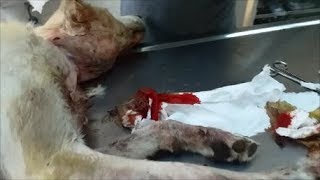 Белле остановили кровь из ран Белле остановили кровь из ран