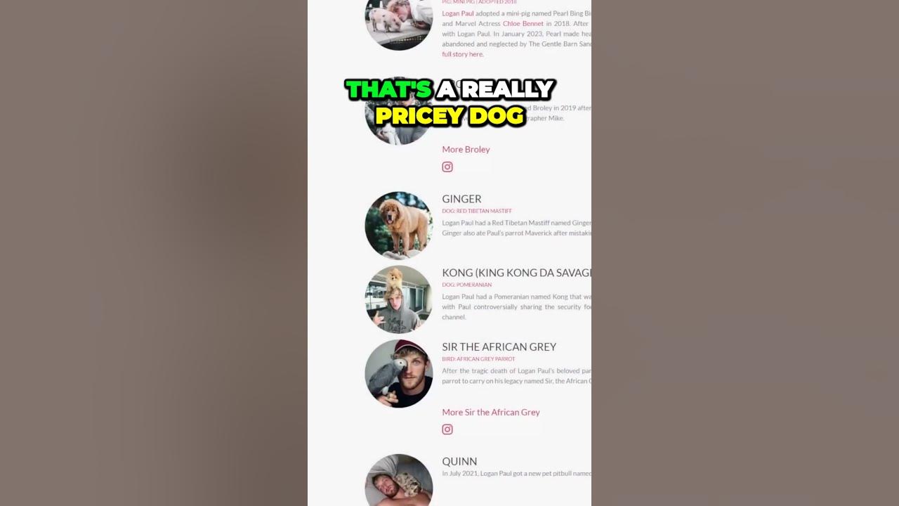 Logan Pauls Heartbreaking Decision The Tragic Fate of Ginger and