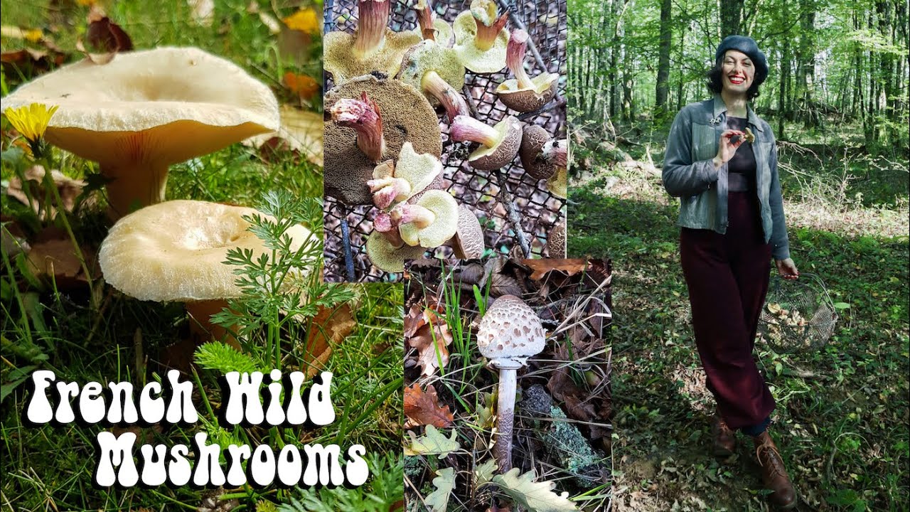 Foraging Wild Mushrooms in France YouTube