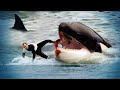 The Dark Untold Story of SeaWorld | A Killer Whale Documentary