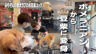 みやぞんの愛犬ラブのお友だちのポメラニアンが豆柴に変身です