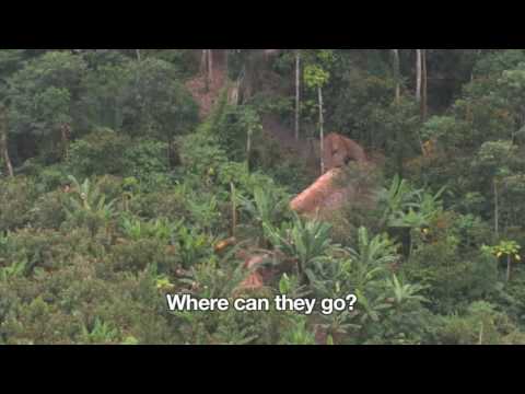 Uncontacted Amazon Tribe  First ever aerial footage