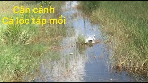 Câu lure cá lóc và cận cảnh cá táp mồi cực phê | Thuận Tv Fishing