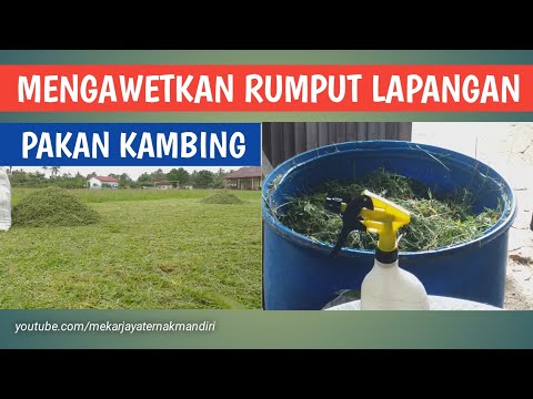 Video: Berapa lama lapangan rumput bertahan?