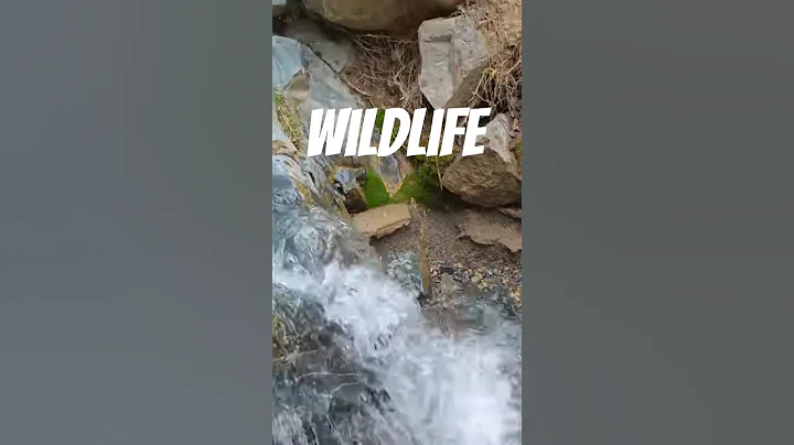 Into the Wild: Our Last Chance for Earth’s Untamed Wilderness thumbnail