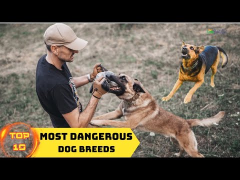 TOP 10 Most Dangerous Dog Breeds