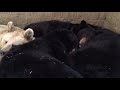 Do the bears cuddle