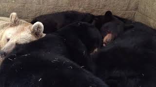 Do the bears cuddle?