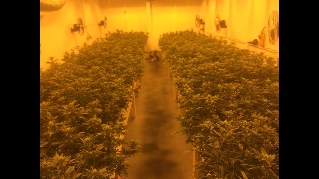 Aquaponic CBD Marijuana Switzerland