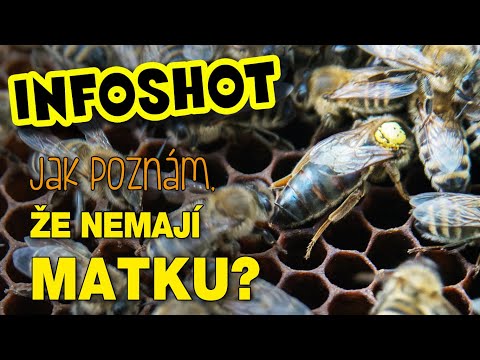 Video: Jak Zjistit, že Matka Shořela