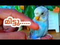 മിട്ടു My Tamed Love Bird Video | How to Tame Budgies | Train Love Birds | Malayalam | MY PET PLANT