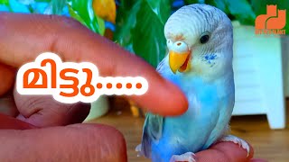 മിട്ടു My Tamed Love Bird Video | How to Tame Budgies | Train Love Birds | Malayalam | MY PET PLANT