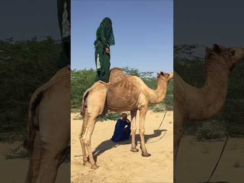 كيف استطاعت الفتاة الصغيرة أن تنهض وتقف فوق الجمل