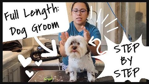 Full Length Dog Groom Step By Step | Wittle Havanese