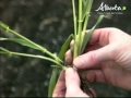 Growth stages in cereal crops mp3