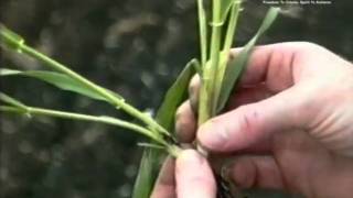 Growth Stages in Cereal Crops