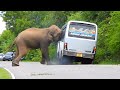 Ferocious elephants attack buses traveling on the road in search of food..