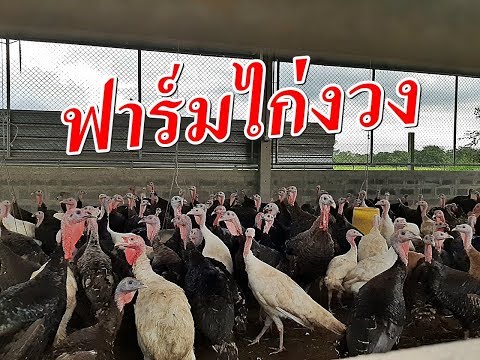 วีดีโอ: เนื้อไก่งวงในนม