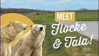 Meet our new Polar Bears, Flocke & Tala