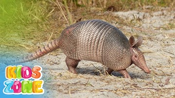 Animals That Have Shells | Animals With Shells For Kids |