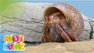 Animals That Have Shells | Animals With Shells For Kids |