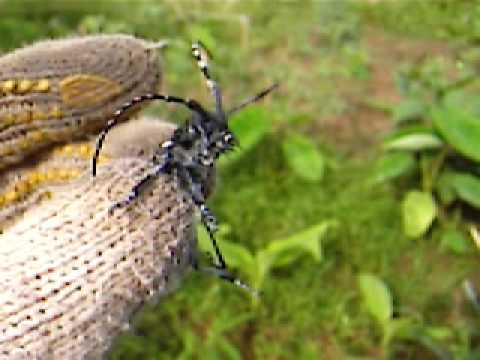 害虫防除 いちじく栽培でのカミキリムシの予防 対策は 幼虫の駆除がポイント イチジク好きの いちじくレシピ 食べ方 無花果の育て方 栽培方法