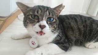【虫除けつけた】Insect repellent for cats #オッドアイ by 💛猫のカノコ💙【ｵｯﾄﾞｱｲ】 214 views 2 weeks ago 2 minutes, 17 seconds