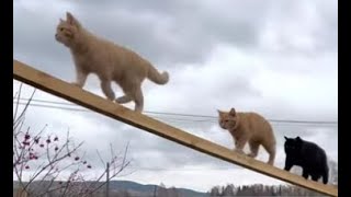 Рыжик Черныш и Пиксель родные братья 😻 умные коты
