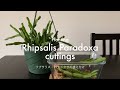 Planting Rhipsalis Paradoxa】リプサリス・パラドクサの植え付け
