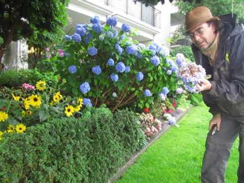 ~ E27 ~ Hydrangeas, Sun or Shade? ~
