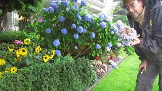 ~ E27 ~ Hydrangeas, Sun or Shade? ~ Do Hydrangeas Like Sun Or Shade