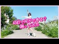 45秒で何ができる?長沢菜々香が踊ってみた! の動画、YouTube動画。