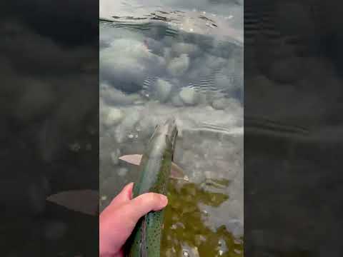 Video: Voitko kalastaa Yakima-joessa?