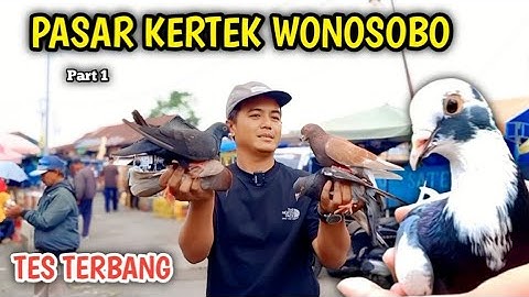 BERBURU MERPATI DIPASAR KERTEK WONOSOBO TES TERBANG BEBERAPA MERPATI GIRINGAN PART 1