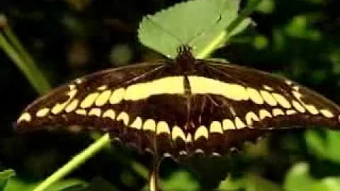 O que mantém células vivas?