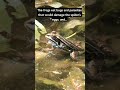 How TARANTULAS and FROGS help each other 🤯🤯🔝#shorts #tarantula #frog #wildlife