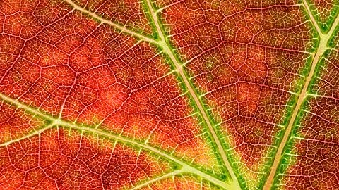 Introduction to Fractals