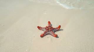 Close-up Shot Of Star Fish On The Sand | Great Mother Nature