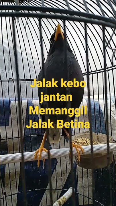 Jalak kebo Jantan Memanggil Jalak Betina