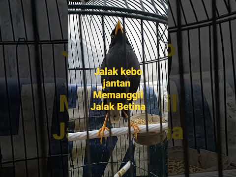 JALAK KEBO//Ngakak😁]Minta KOPi#shorts