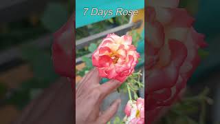 7 Days Rose ! Kashmir Rose ! #gardening #buttonrose #rosenursery