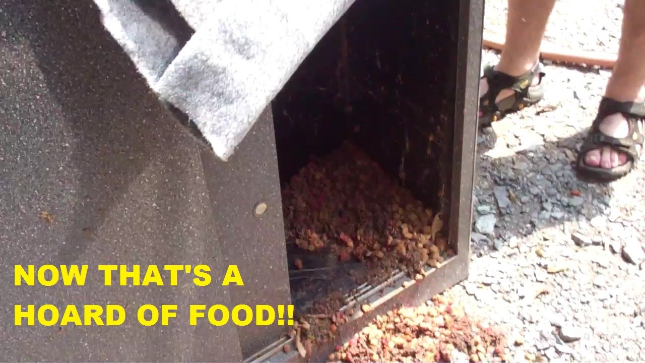 Found a Mouse Food Hoard YouTube